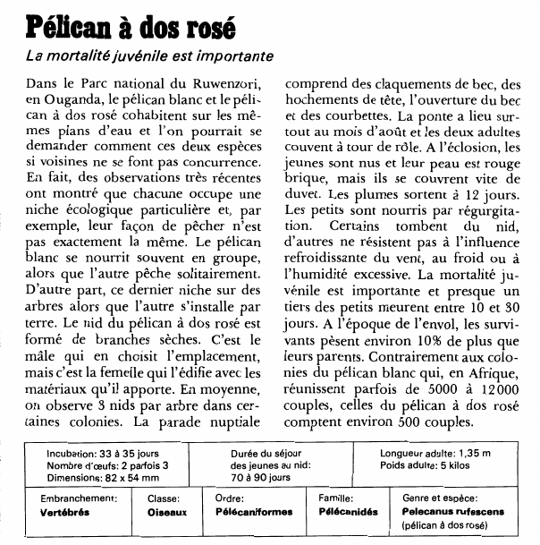 Prévisualisation du document Pélican à dos rosé:La mortalité juvénile est importante.