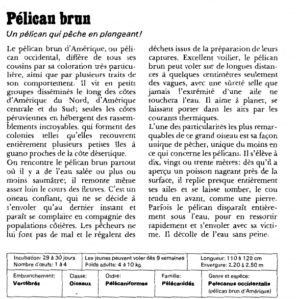 Prévisualisation du document Pélican brun:Un pélican qui pêche en plongeant!