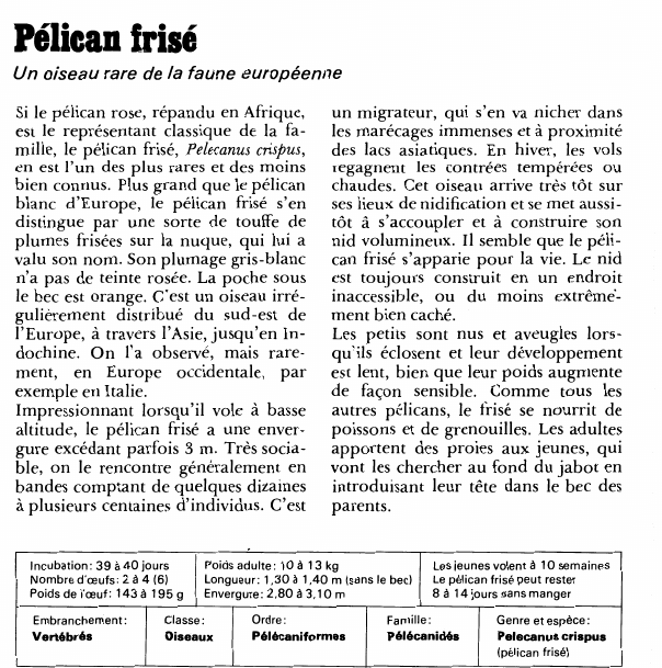 Prévisualisation du document Pélican frisé:Un oiseau rare de la faune européenne.