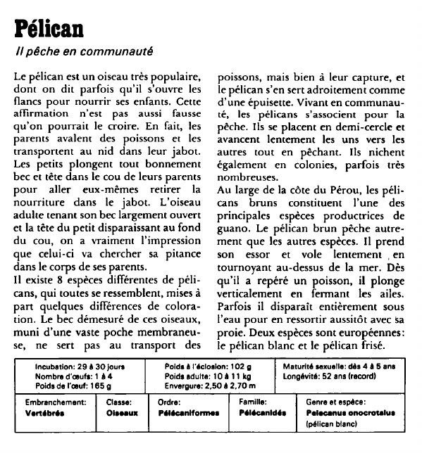 Prévisualisation du document Pélican:Il pêche en communauté.