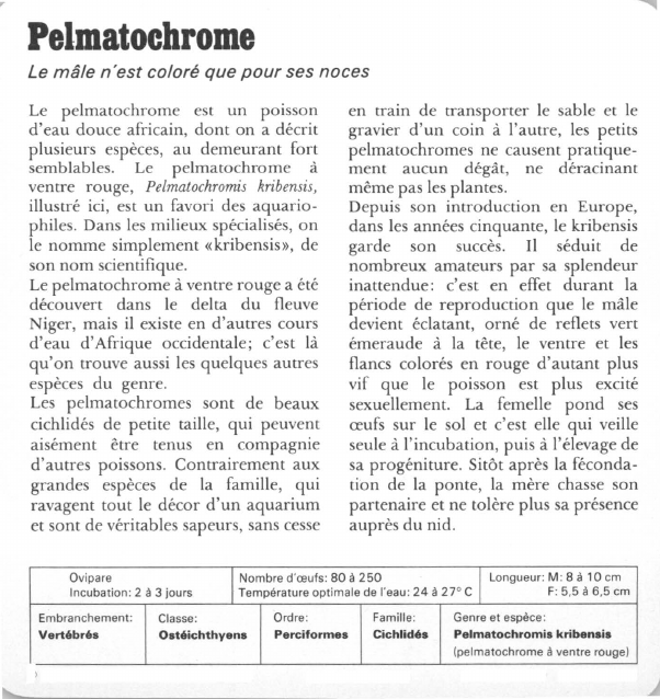 Prévisualisation du document Pelmatochrome:Le mâle n'est coloré que pour ses noces.