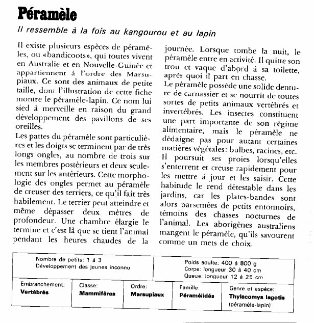 Prévisualisation du document Péramèle:Il ressemble à la fois au kangourou et au lapin.