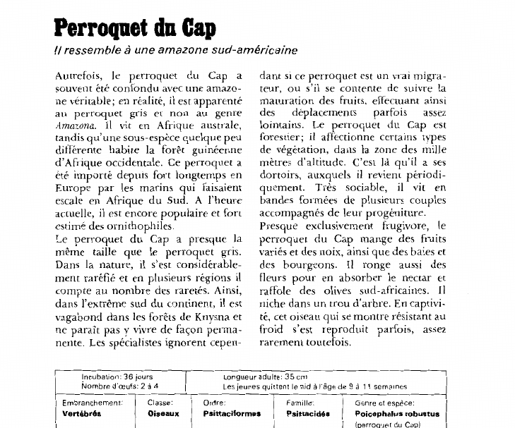 Prévisualisation du document Perroquet du Cap:Il ressemble à une amazone sud-américaine.