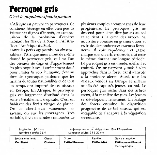 Prévisualisation du document Perroquet gris:C'est le populaire «jacot» parleur.