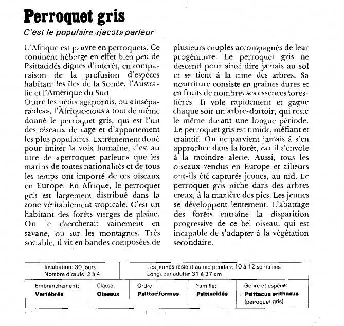 Prévisualisation du document Perroquet gris:C'est le populaire «jacot» parleur.