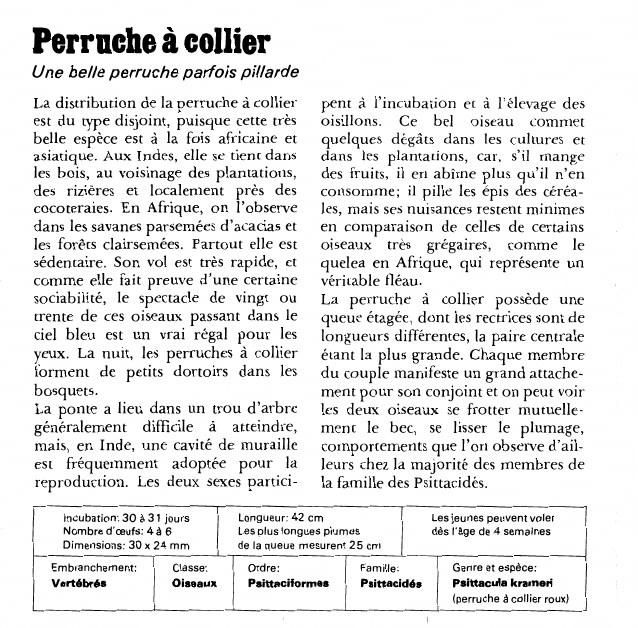 Prévisualisation du document Perruche à collier:Une belle perruche parfois pillarde.