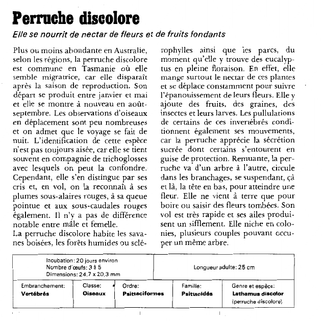 Prévisualisation du document Perruche discolore:Elle se nourrit de nectar de fleurs et de fruits fondants.
