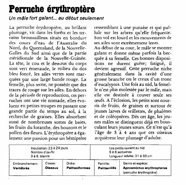 Prévisualisation du document Perruche érythroptère:Un mâle fort galant.