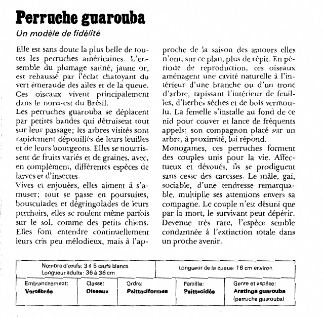 Prévisualisation du document Perruche guarouba:Un modèle de fidélité.