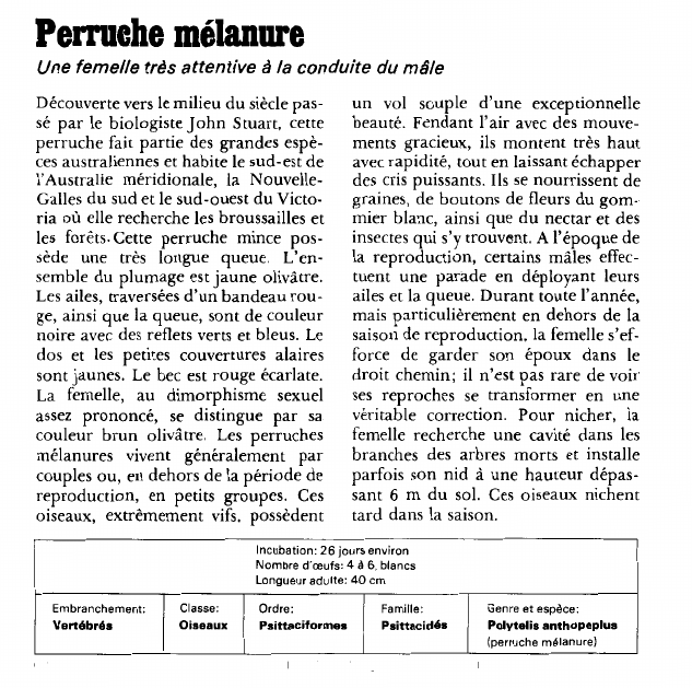 Prévisualisation du document Perruche mélanure:Une femelle très attentive à la conduite du mâle.