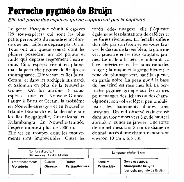 Prévisualisation du document Perruche pygmée de Bruijn:Elle fait partie des espèces qui ne supportent pas la captivité.