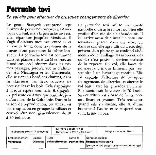 Prévisualisation du document Perruche tovi:En vol elle peut effectuer de brusques changements de direction.