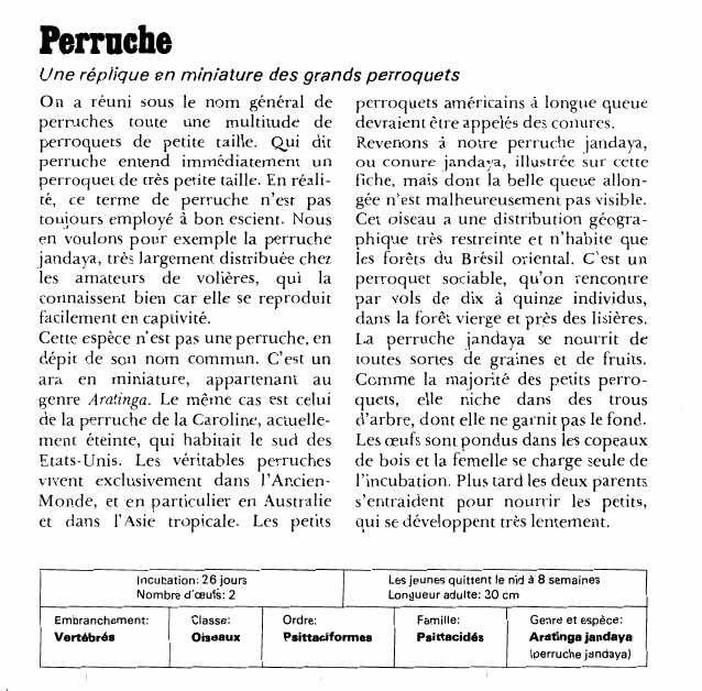 Prévisualisation du document Perruche:Une réplique en miniature des grands perroquets.