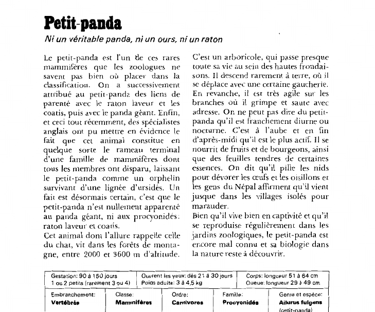 Prévisualisation du document Petit-panda:Ni un véritable panda, ni un ours, ni un raton.