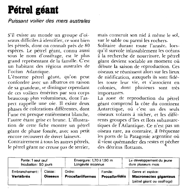 Prévisualisation du document Pétrel géant:Puissant voilier des mers australes.