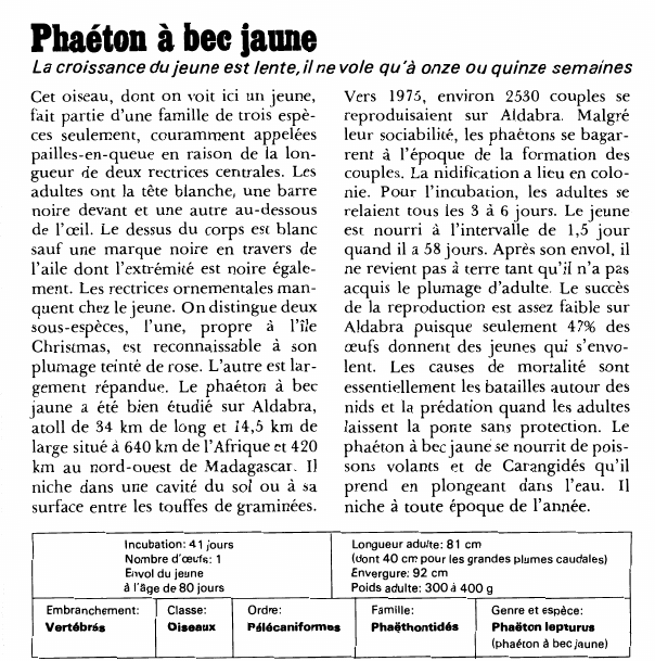 Prévisualisation du document Phaéton à bec jaune:La croissance du jeune est lente, il ne vole qu'à onze ou quinze semaines.