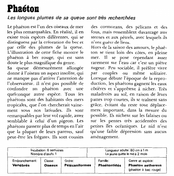 Prévisualisation du document Phaéton:Les longues plumes de sa queue sont très recherchées.