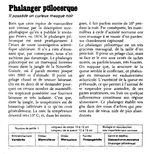 Prévisualisation du document Phalanger ptIlocerque:Il possède un curieux masque noir.
