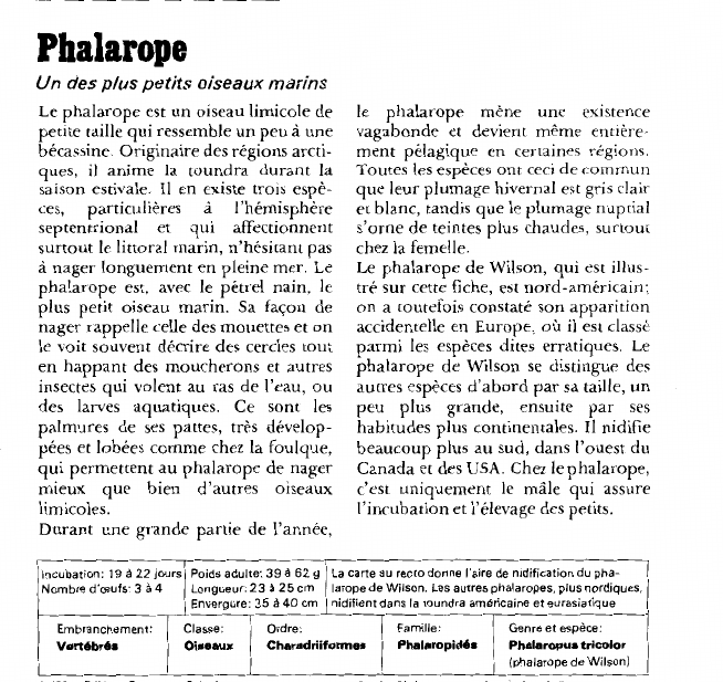 Prévisualisation du document Phalarope:Un des plus petits oiseaux marins.