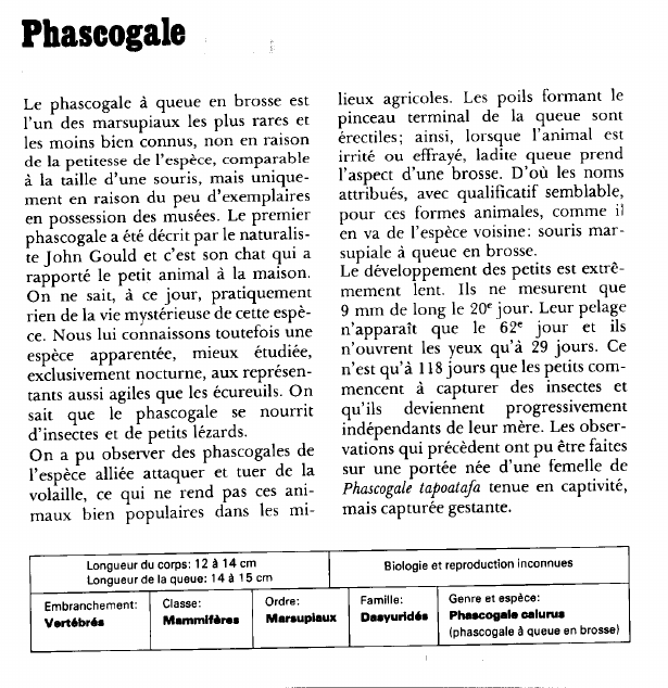 Prévisualisation du document Phascogale.