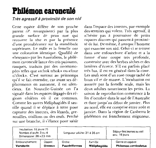 Prévisualisation du document Philémon caronculé:Très agressif à proximité de son nid.