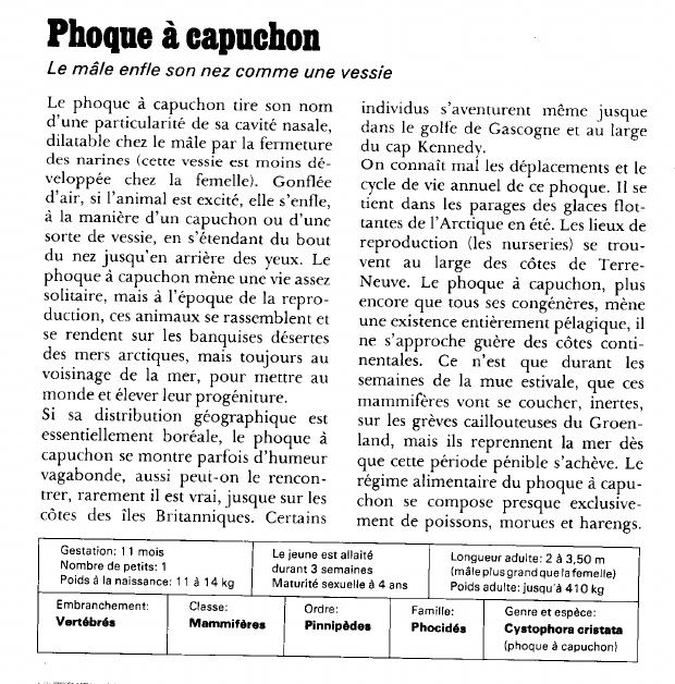 Prévisualisation du document Phoque à capuchon:Le mâle enfle son nez comme une vessie.