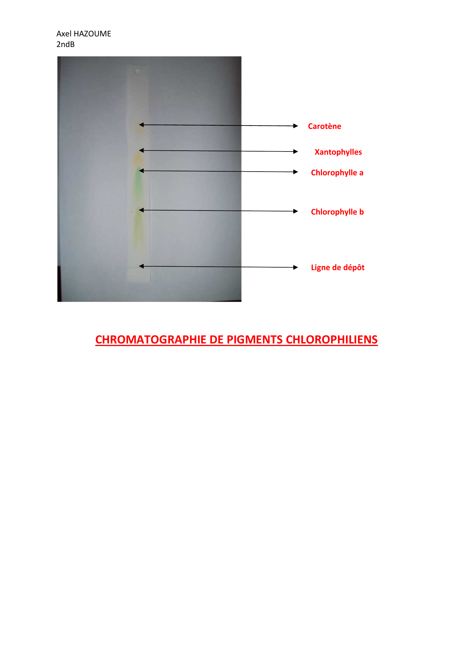 Prévisualisation du document Photosynthèse