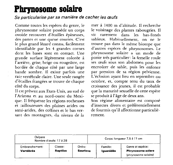 Prévisualisation du document Phrynosome solaire:Se particularise par sa manière de cacher les œufs.