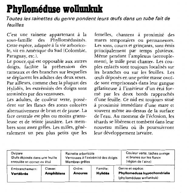 Prévisualisation du document Phylloméduse wollunkuk:Toutes les rainettes du genre pondent leurs oeufs dans un tube fait de feuilles.