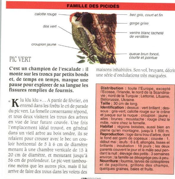 Prévisualisation du document PIC VERT