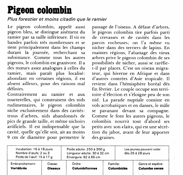 Prévisualisation du document Pigeon colombin:Plus forestier et moins citadin que le ramier.