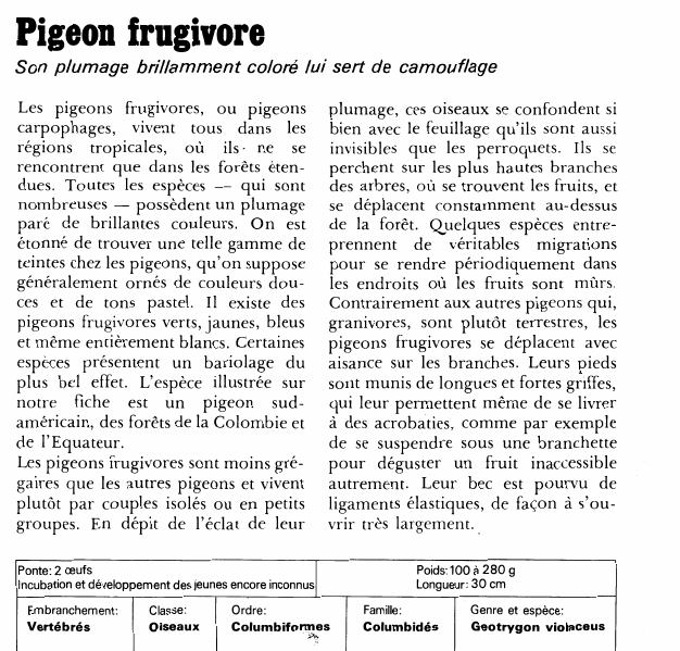 Prévisualisation du document Pigeon frugivore:Son plumage brillamment coloré lui sert de camouflage.