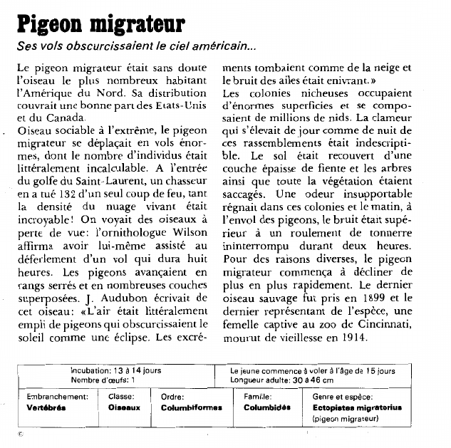 Prévisualisation du document Pigeon migrateur:Ses vols obscurcissaient le ciel américain.