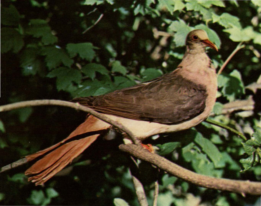 Prévisualisation du document Pigeon rose:
On dira aussi, selon les uns, tourterelle de l'île Maurice.