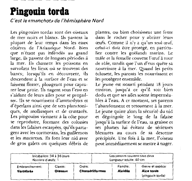 Prévisualisation du document Pingouin torda:C'est le «manchot» de l'hémisphère Nord.