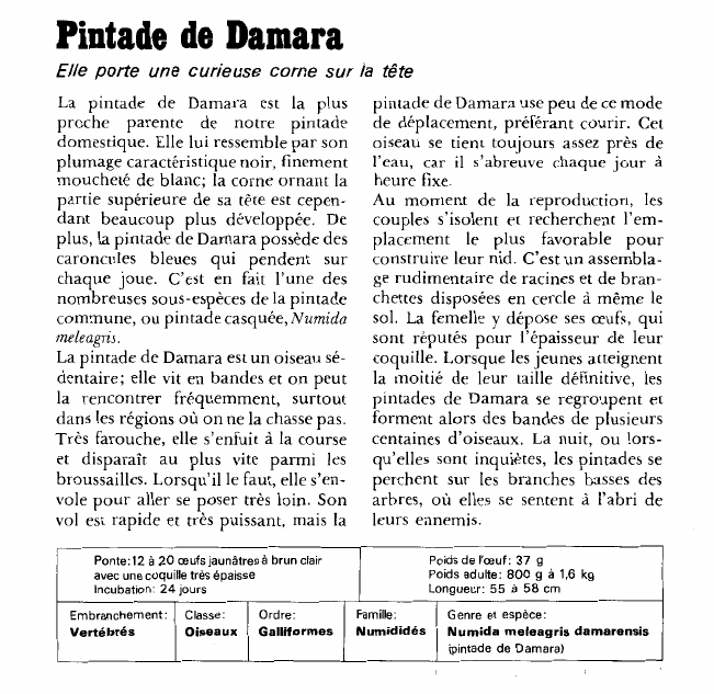 Prévisualisation du document Pintade de Damara:Elle porte une curieuse corne sur la tête.