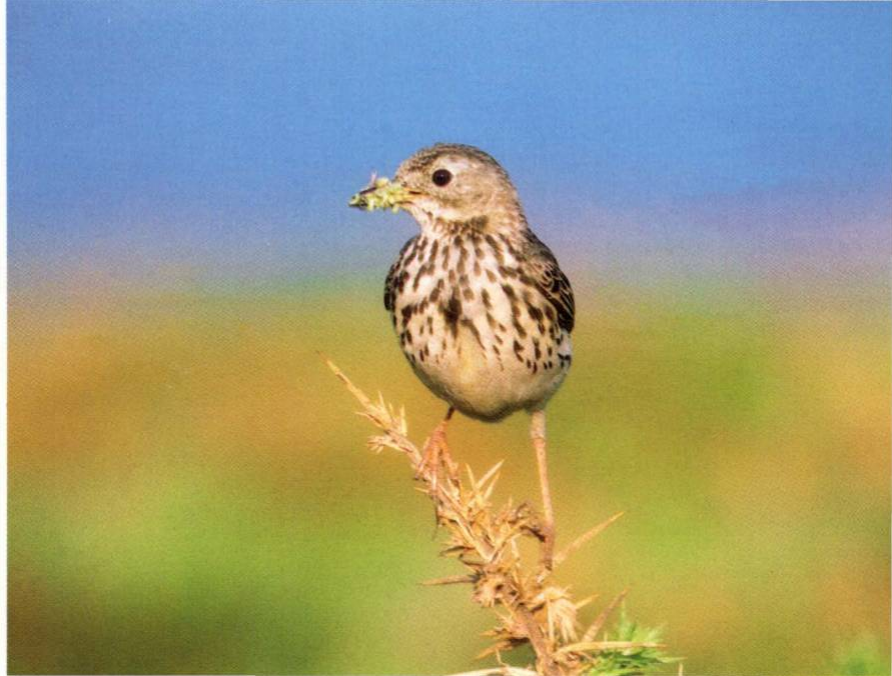 Prévisualisation du document PIPIT FARLOUSE