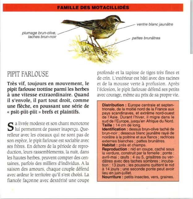 Prévisualisation du document PIPIT FARLOUSE