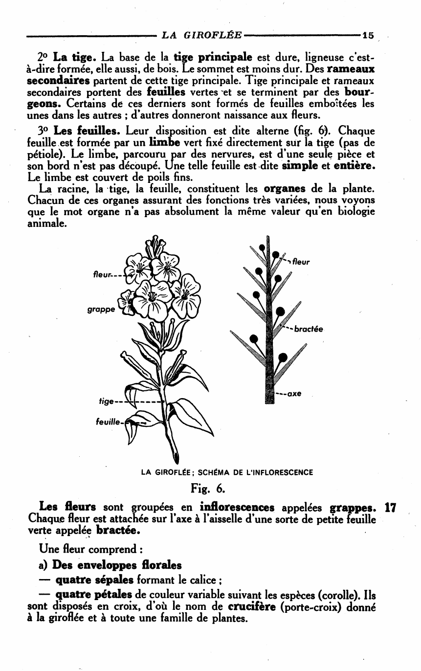 Prévisualisation du document PLAN D'ORGANISATION D'UNE PLANTE A FLEURS : LA GIROFLÉE