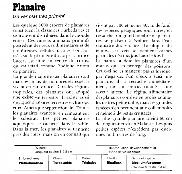 Prévisualisation du document Planaire:Un ver plat très primitif.
