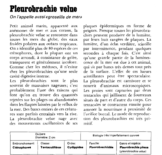 Prévisualisation du document Pleurobrachie velue:On l'appelle aussi «groseille de mer».