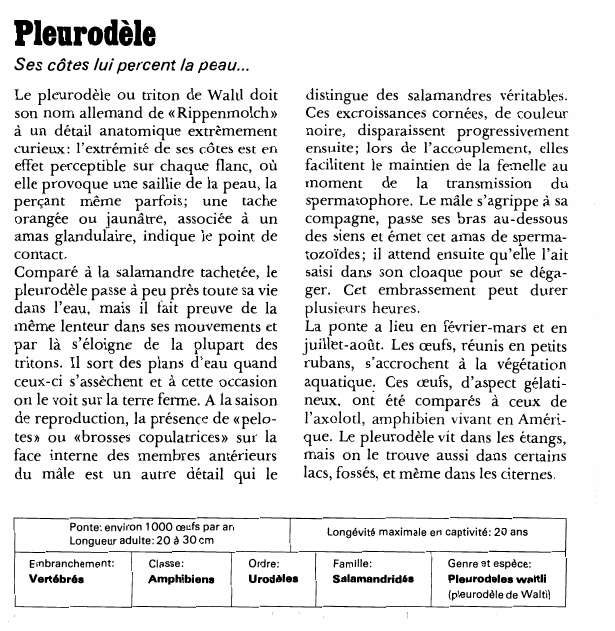 Prévisualisation du document Pleurodèle:Ses côtes lui percent la peau.