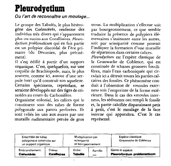 Prévisualisation du document Pleurodyctium:Ou l'art de reconnaître un moulage.