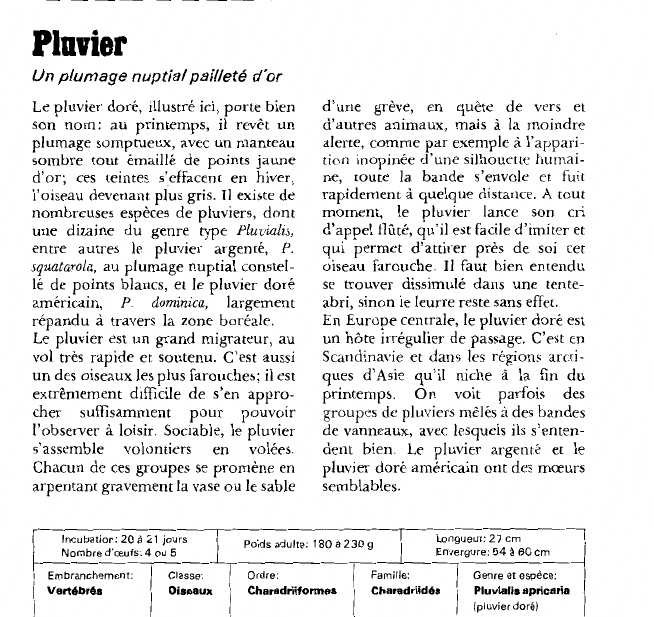 Prévisualisation du document Pluvier:Un plumage nuptial pailleté d'or.