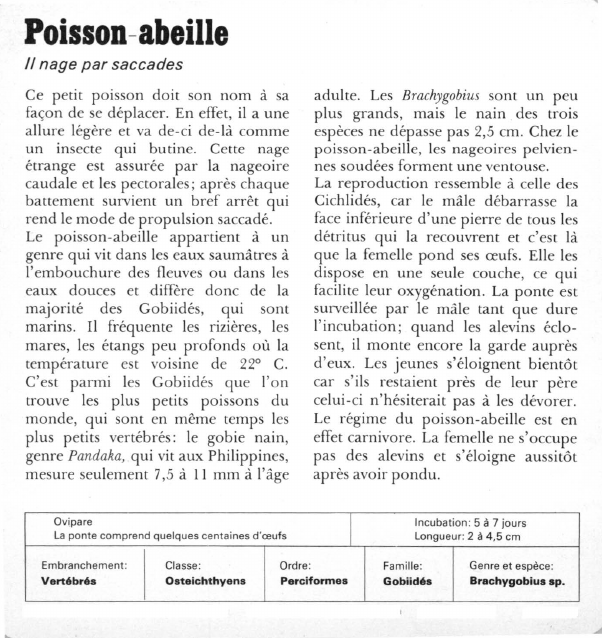 Prévisualisation du document Poisson abeille:11 nage par saccades.