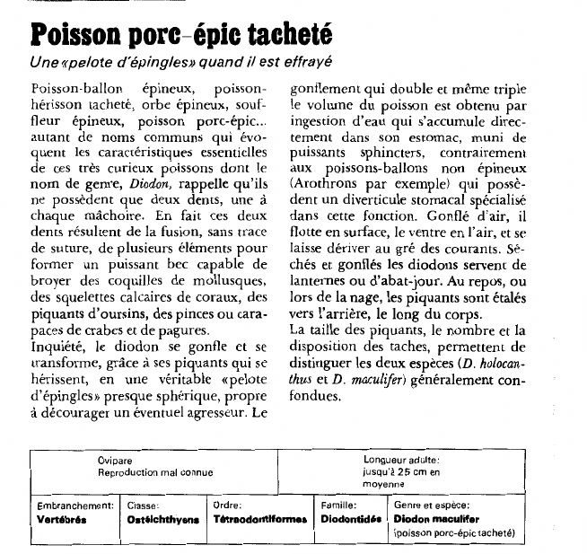 Prévisualisation du document Poisson porc-épic tacheté:Une «pelote d'épingles» quand il est effrayé.