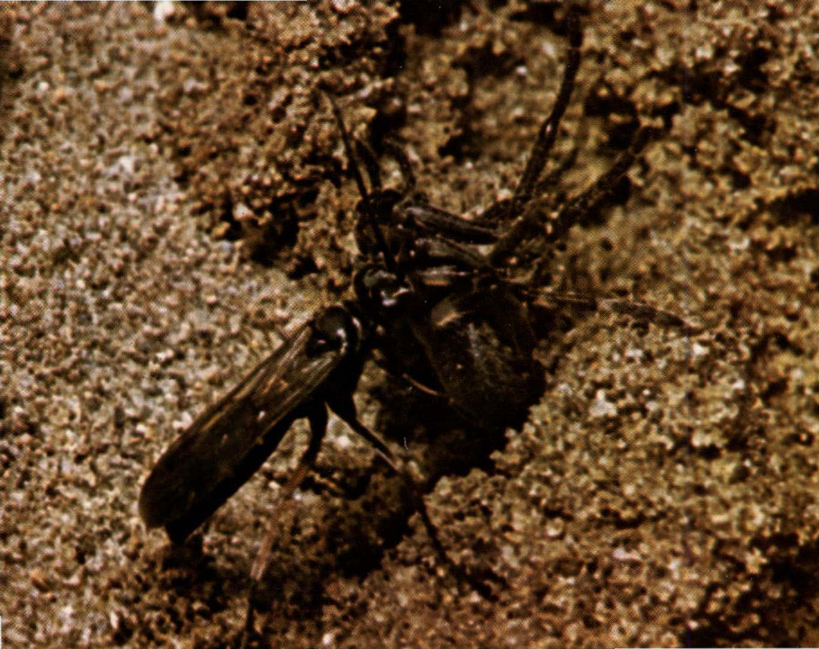 Prévisualisation du document Pompile:
Ses larves disposent d'un garde-manger vivant.
