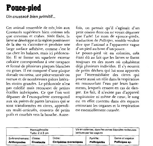 Prévisualisation du document Ponce-pied:Un crustacé bien primitif.