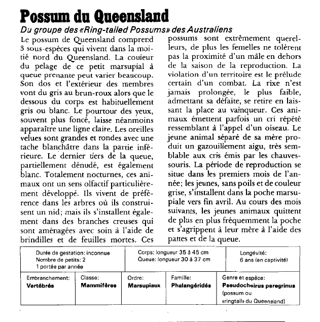 Prévisualisation du document Possum du Queensland:Du groupe des «Ring-tailed Possums» des Australiens.