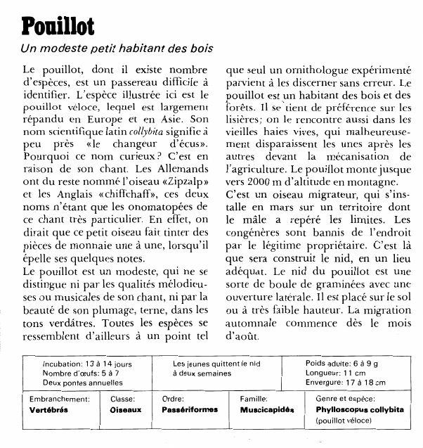 Prévisualisation du document PouillotUn modeste petit habitant des boisLe pouillot, dont il existe nombre d'espèces, est un passereau difficile à identifier.